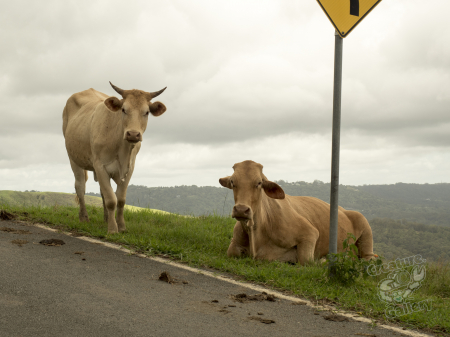 Cows at the Sunshine Coast Hinterland