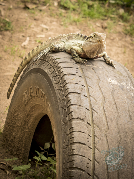 Water dragon chilling on a tyre at Lone Pine Sanctuary