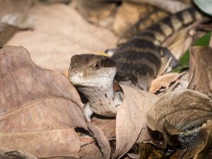 baby_blue_tongue_lizard