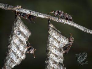 hiking_on_cootha