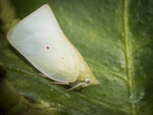 random_cootha_insects