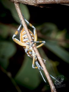 insects_on_mount_cootha