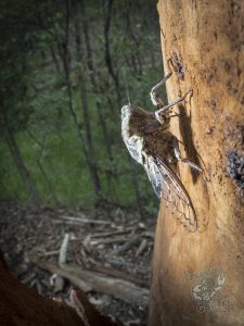 insects_on_mount_cootha