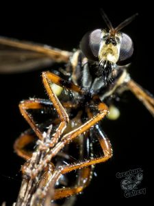 insects_on_mount_cootha