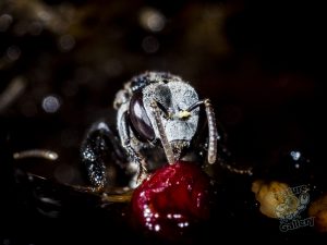 insects_on_mount_cootha