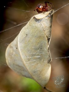 insects_on_mount_cootha