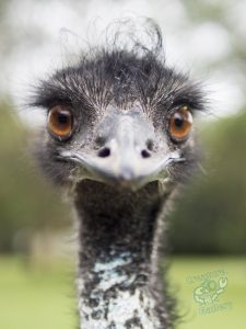 julian_feeding_the_emu_at_lone_pine