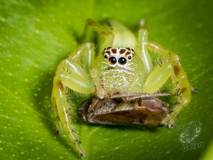 mopsis_mormon_feeding