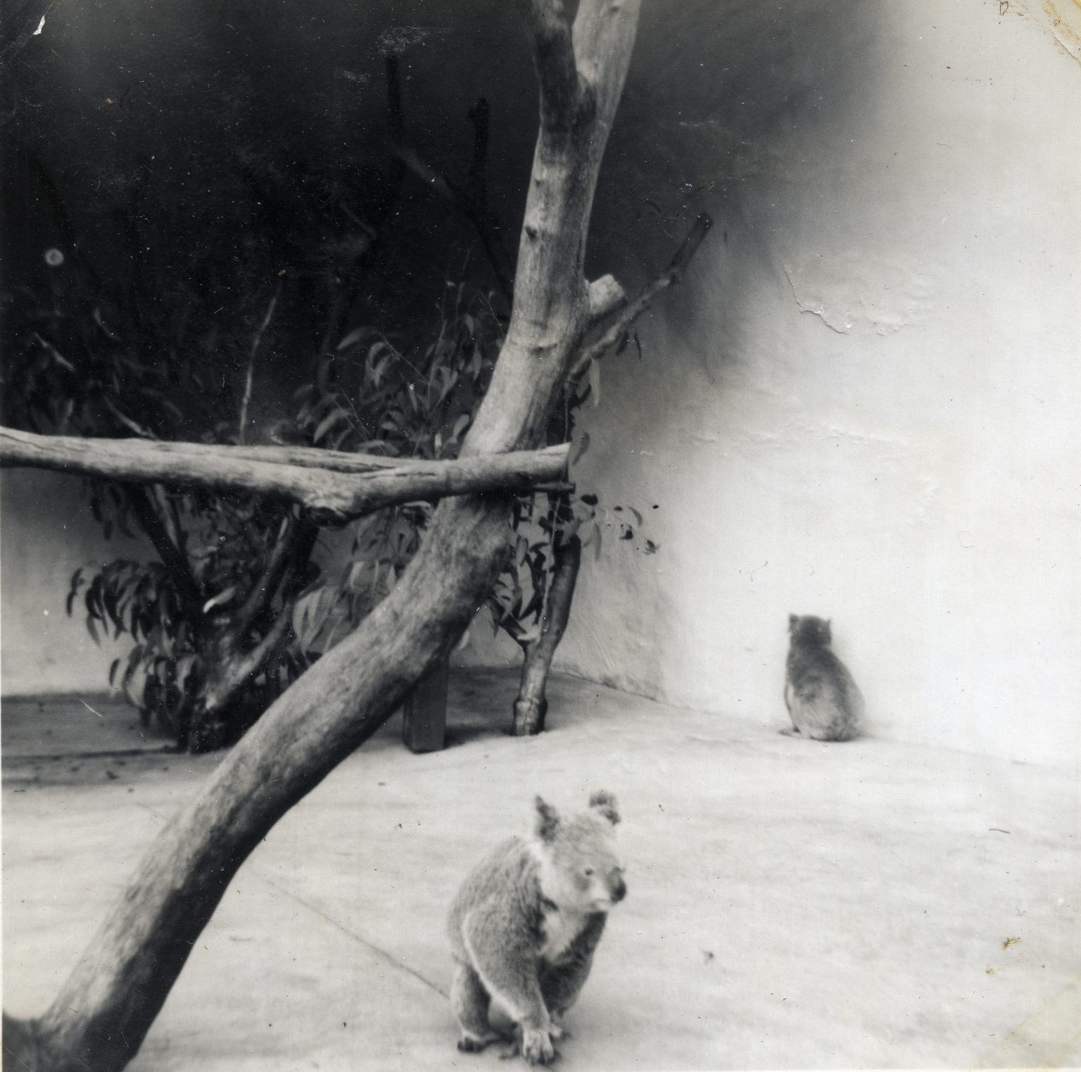 19640601 000001 koalas in zoo