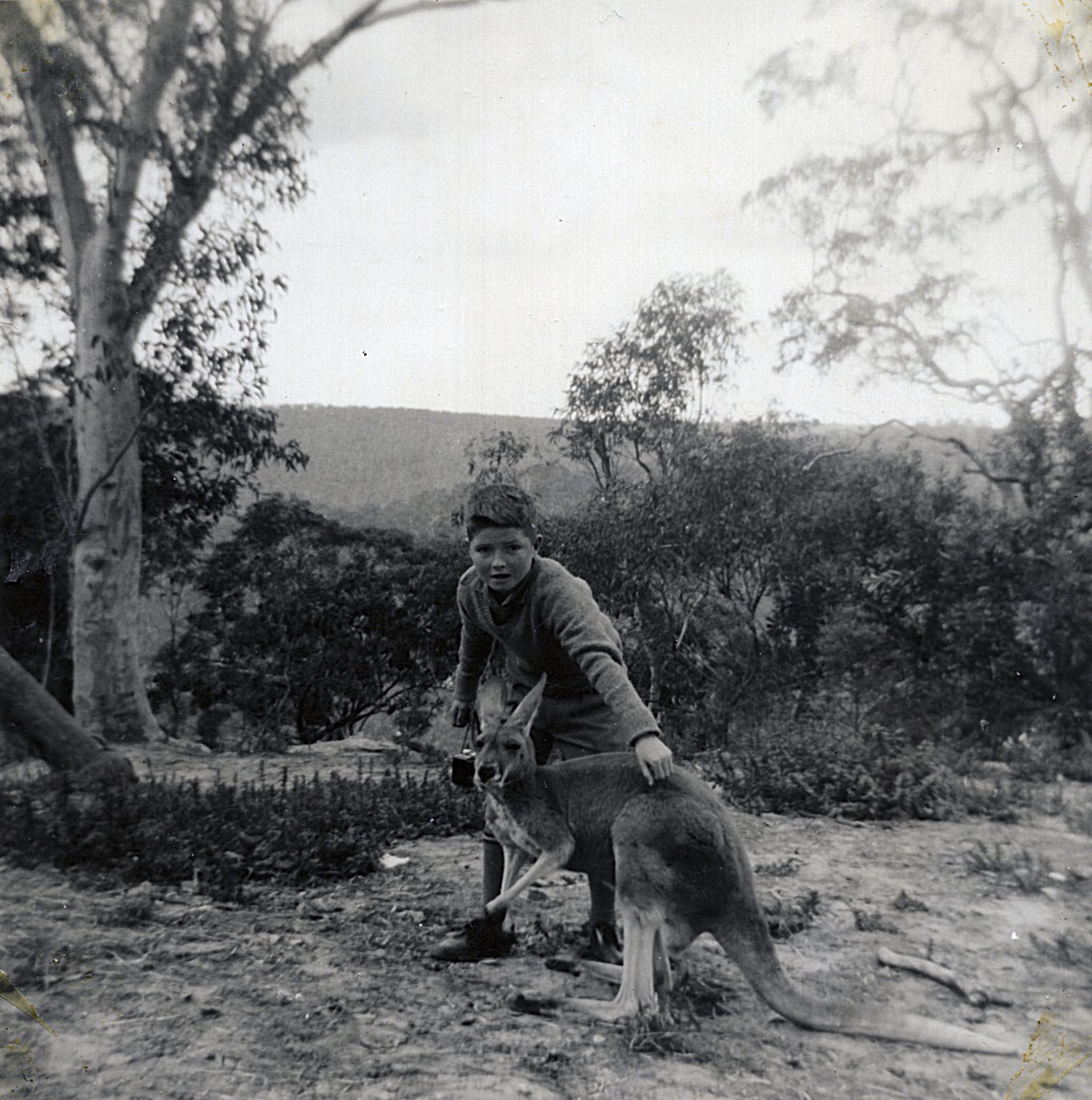 19640815 000001 phil kangaroo kuringgai national park