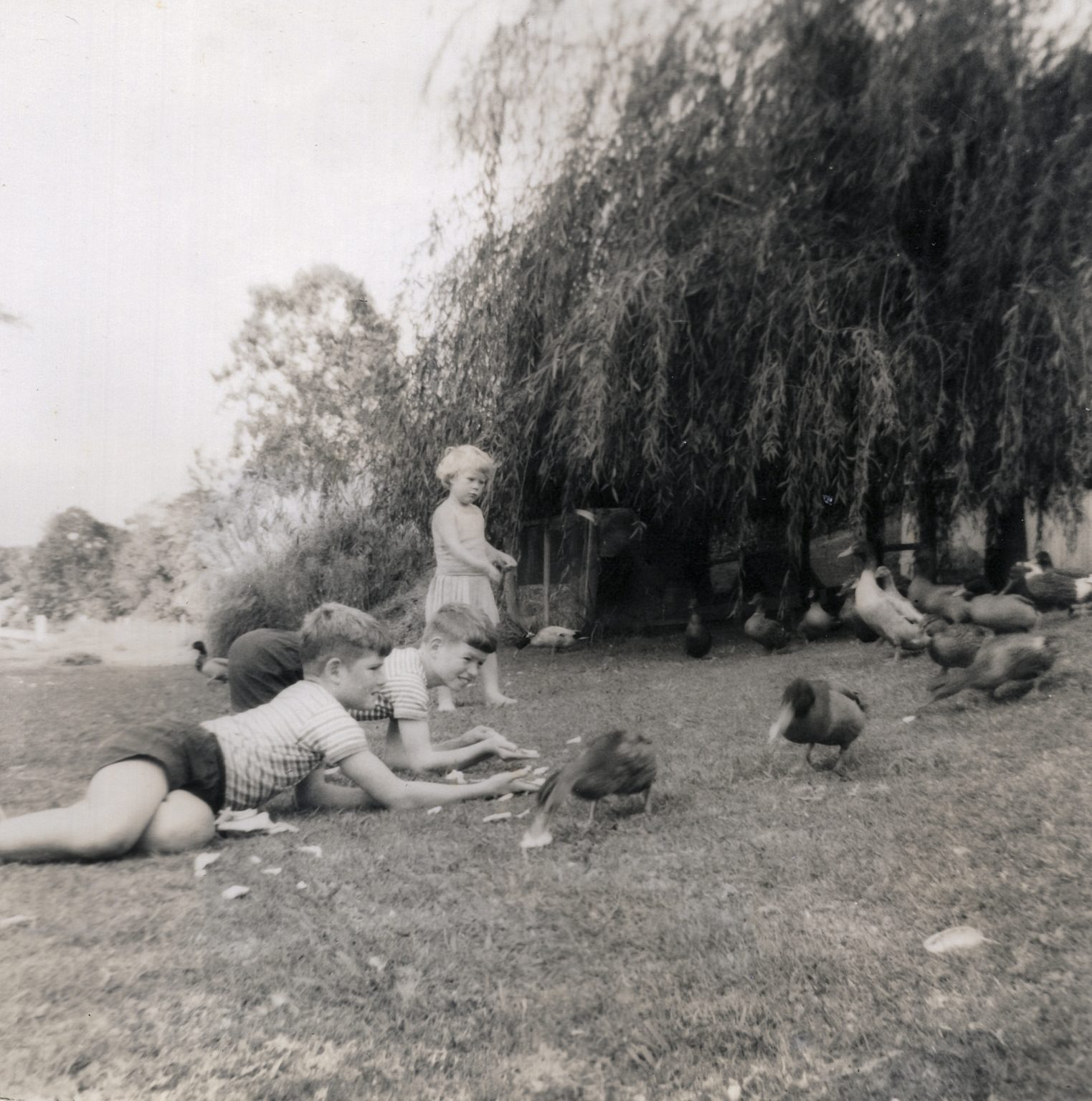 19650215 000001 david phil christine ducks