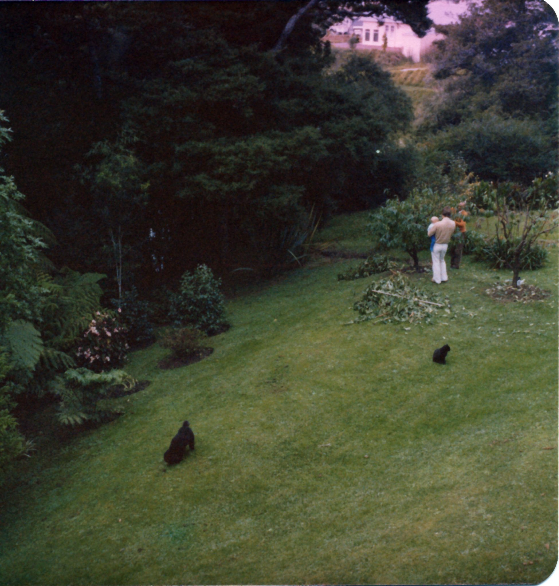 19801225 000001 walkworth back yard (aunty photos)