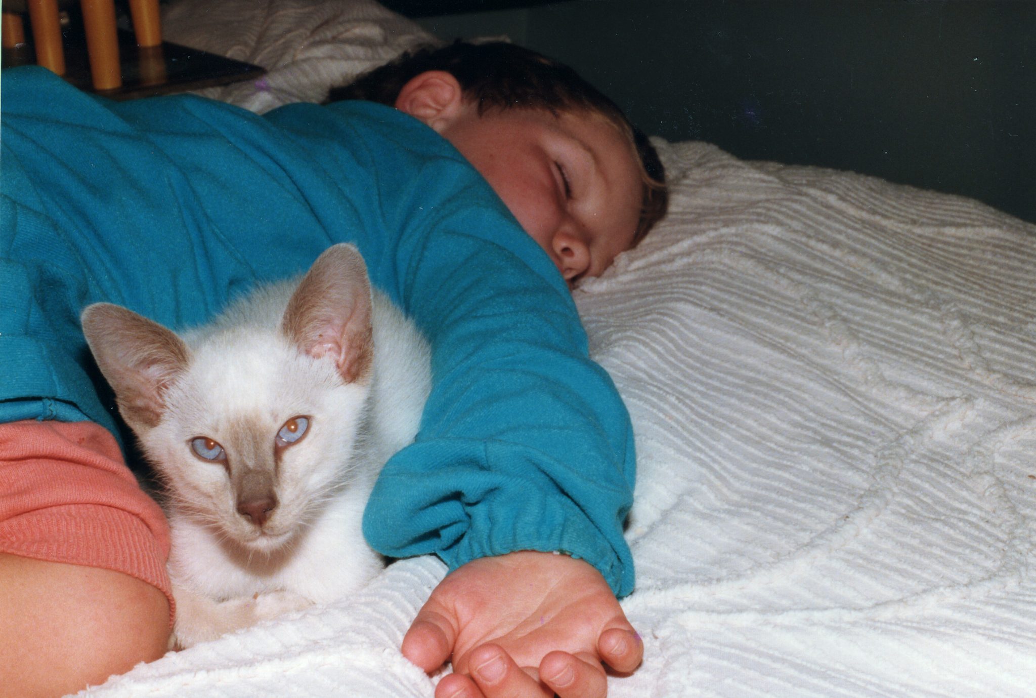 19831201 000001 george the cat