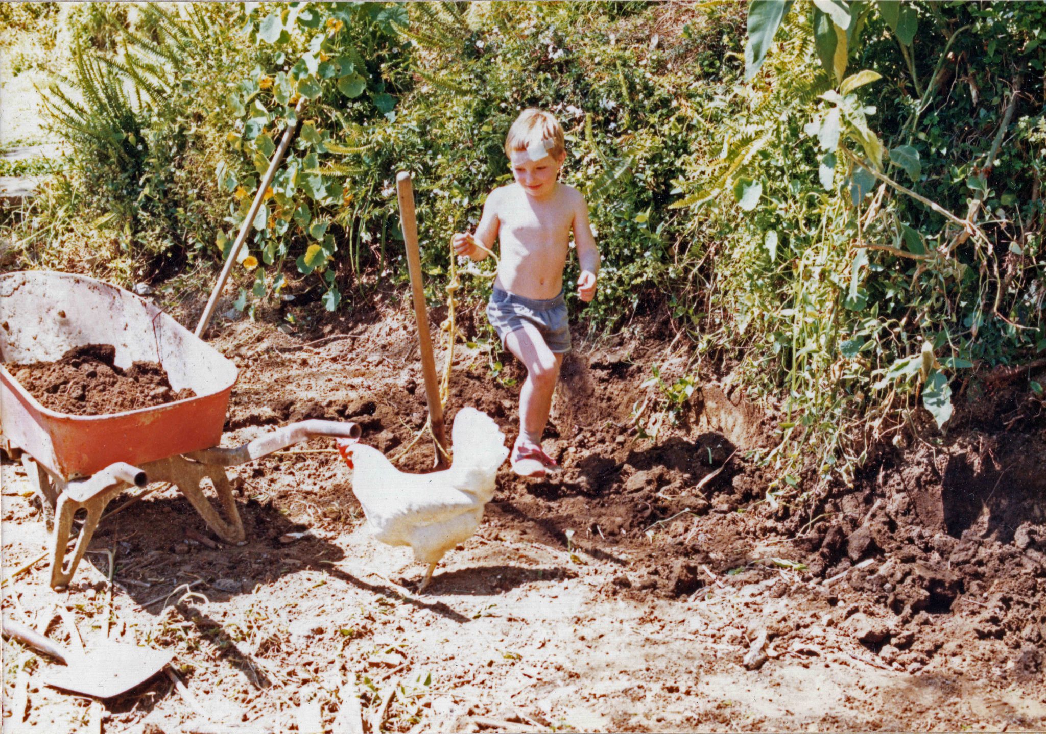 19860303 000001 chasing the chook