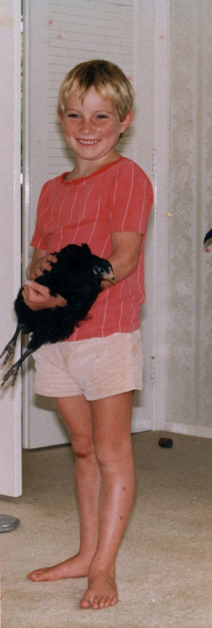 19860303 000001 indoor chicken