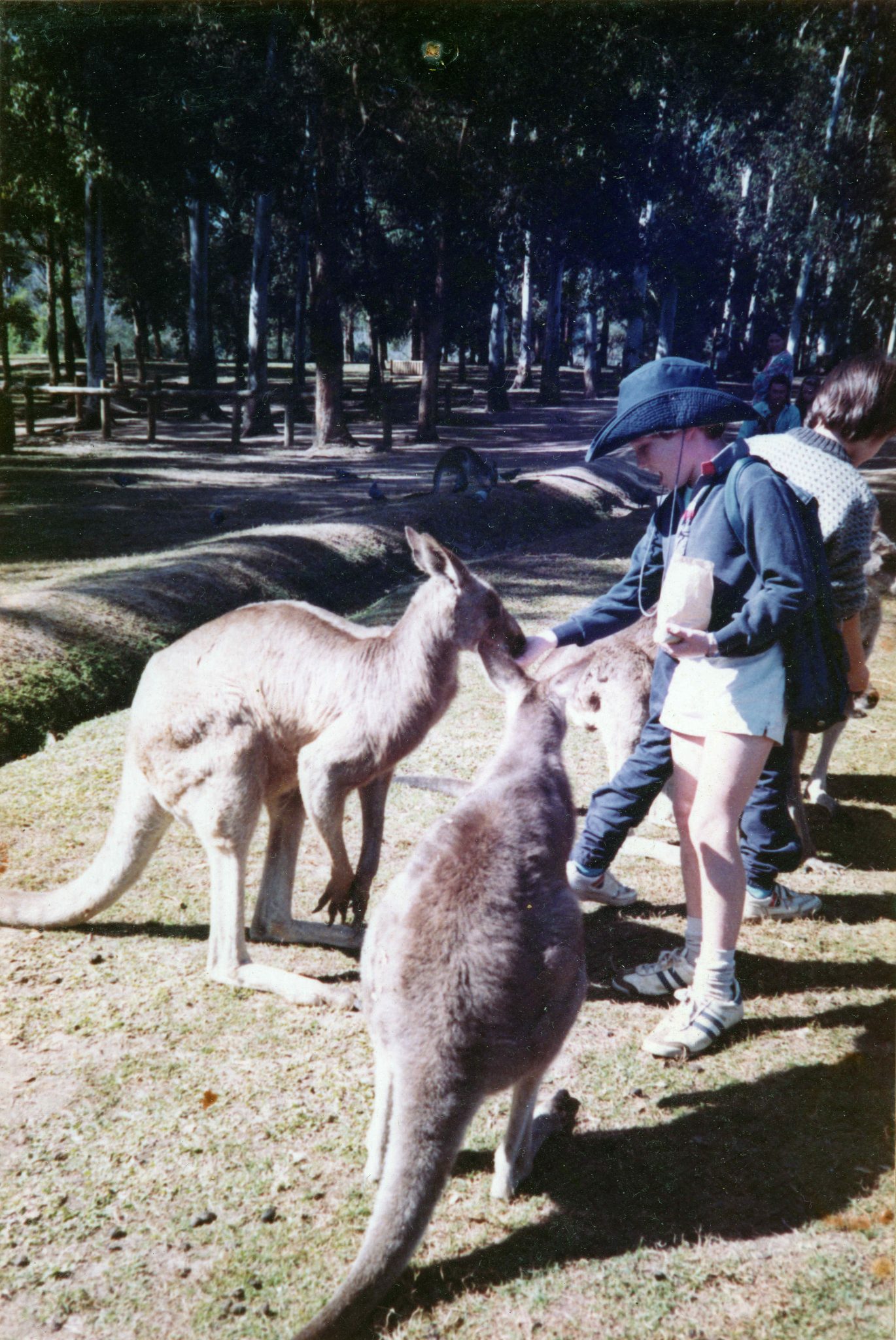19890801 000001 lone pine