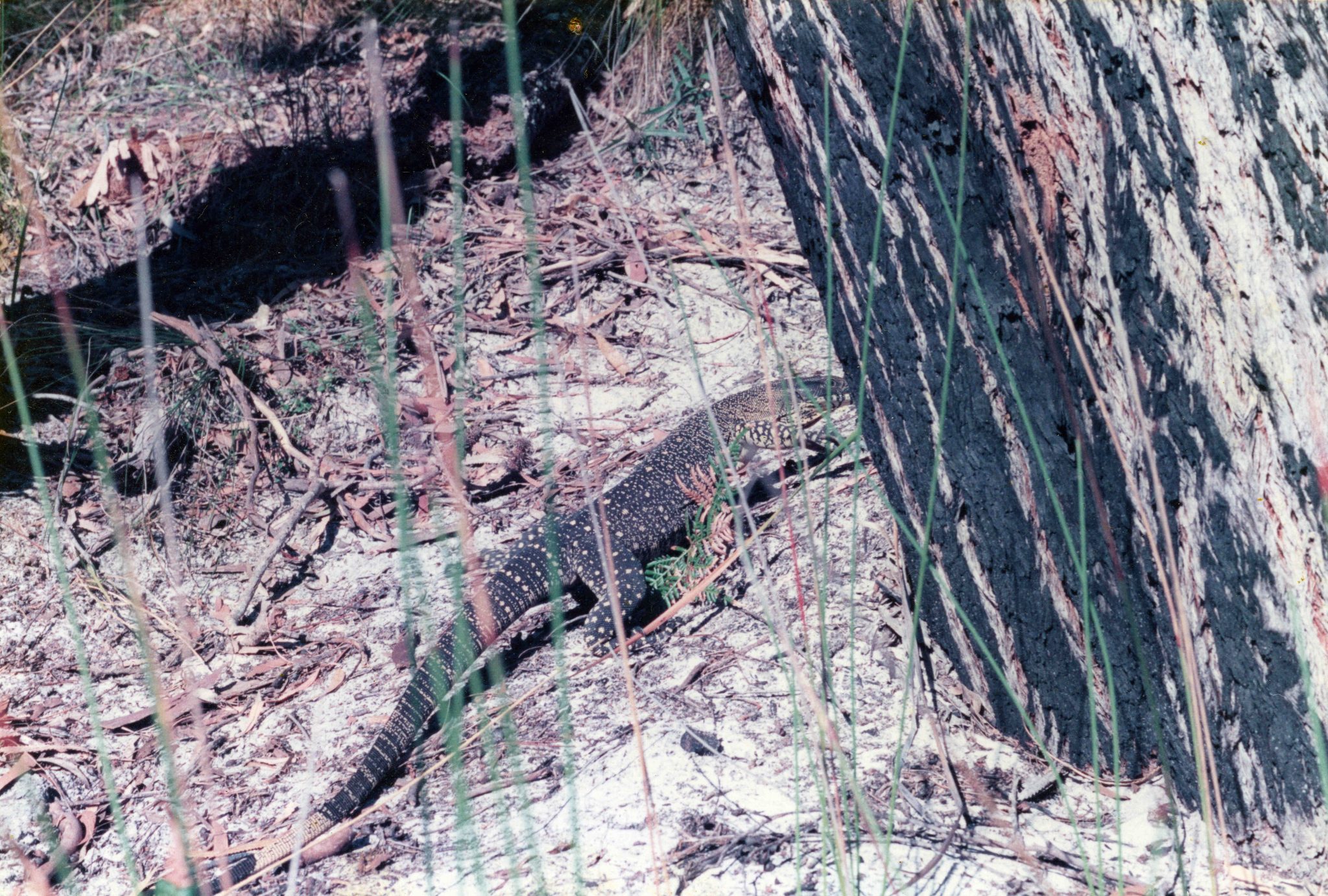 19901111 000001 stradbroke goanna