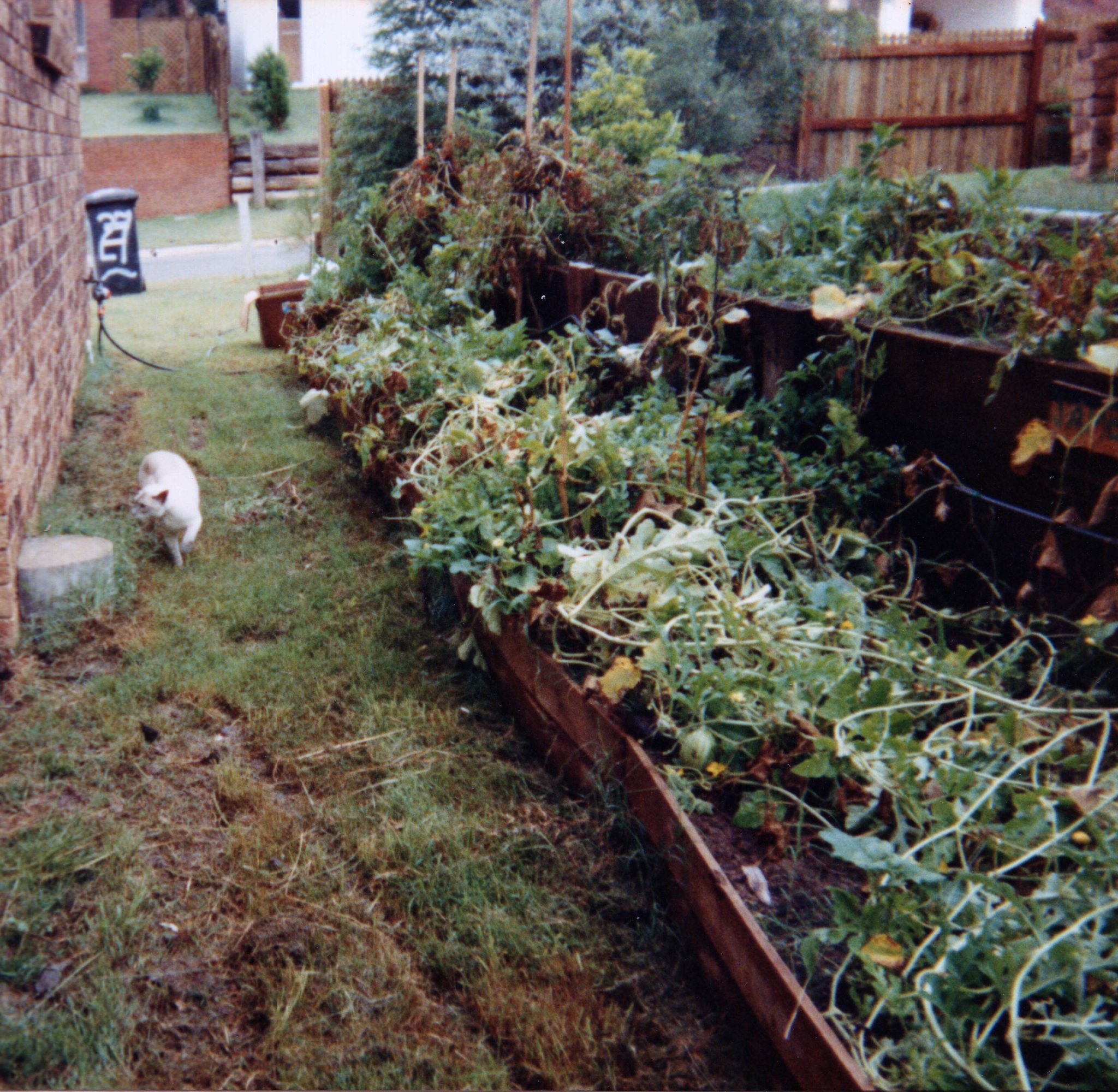 19910205 000001 tangmere st garden