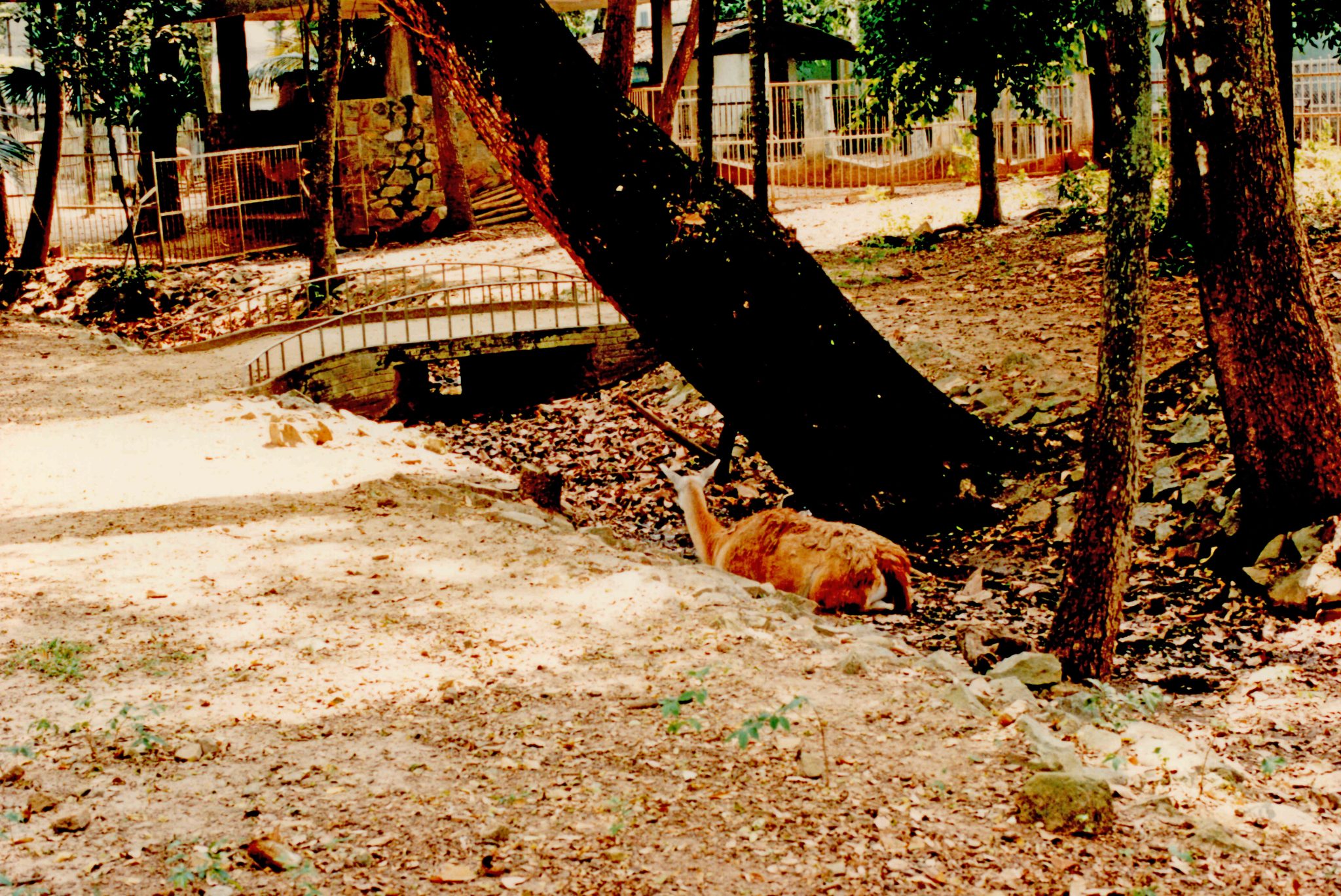 19941222 000001 saigon zoo