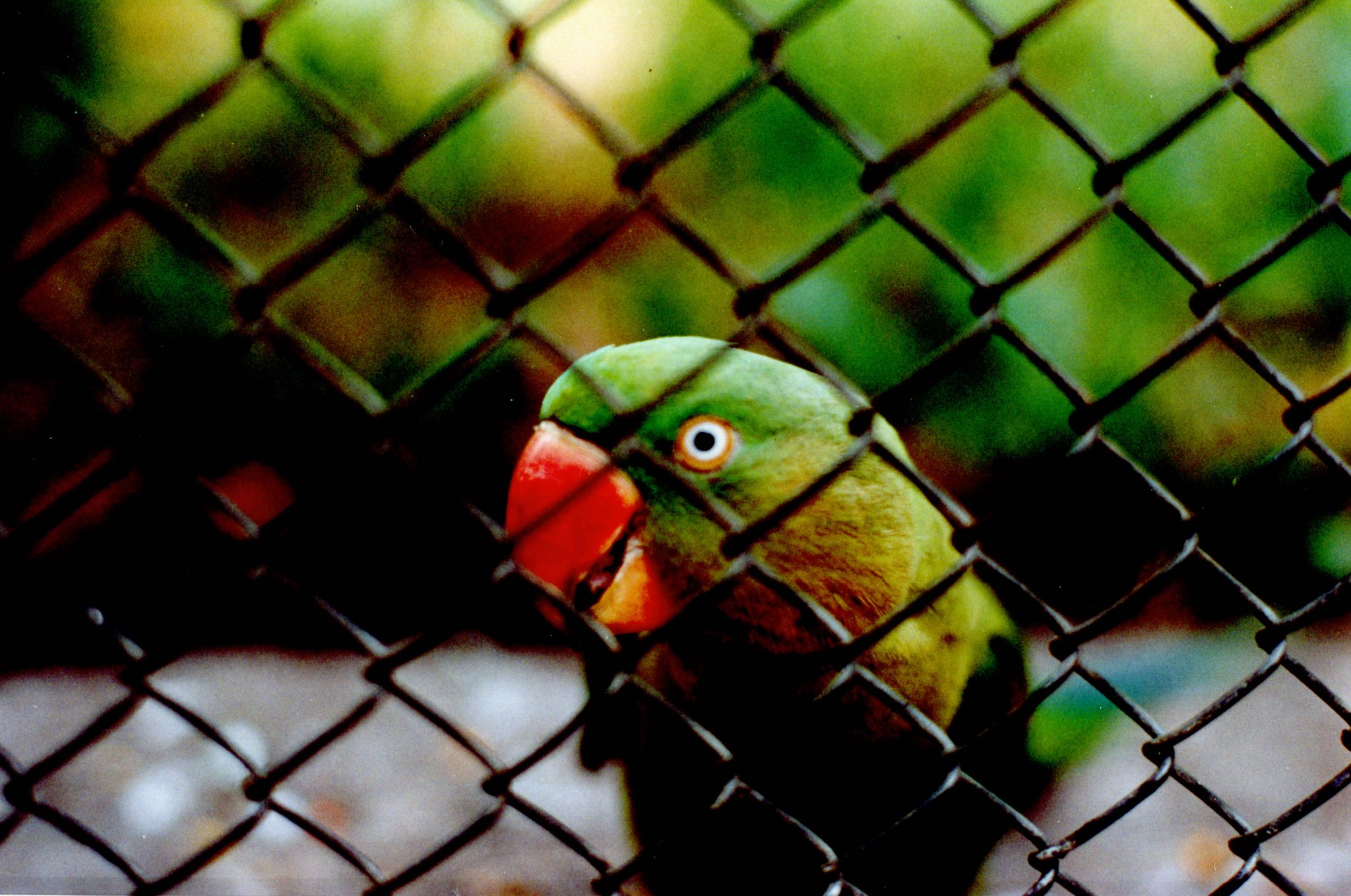 19950105 000001 saigon zoo