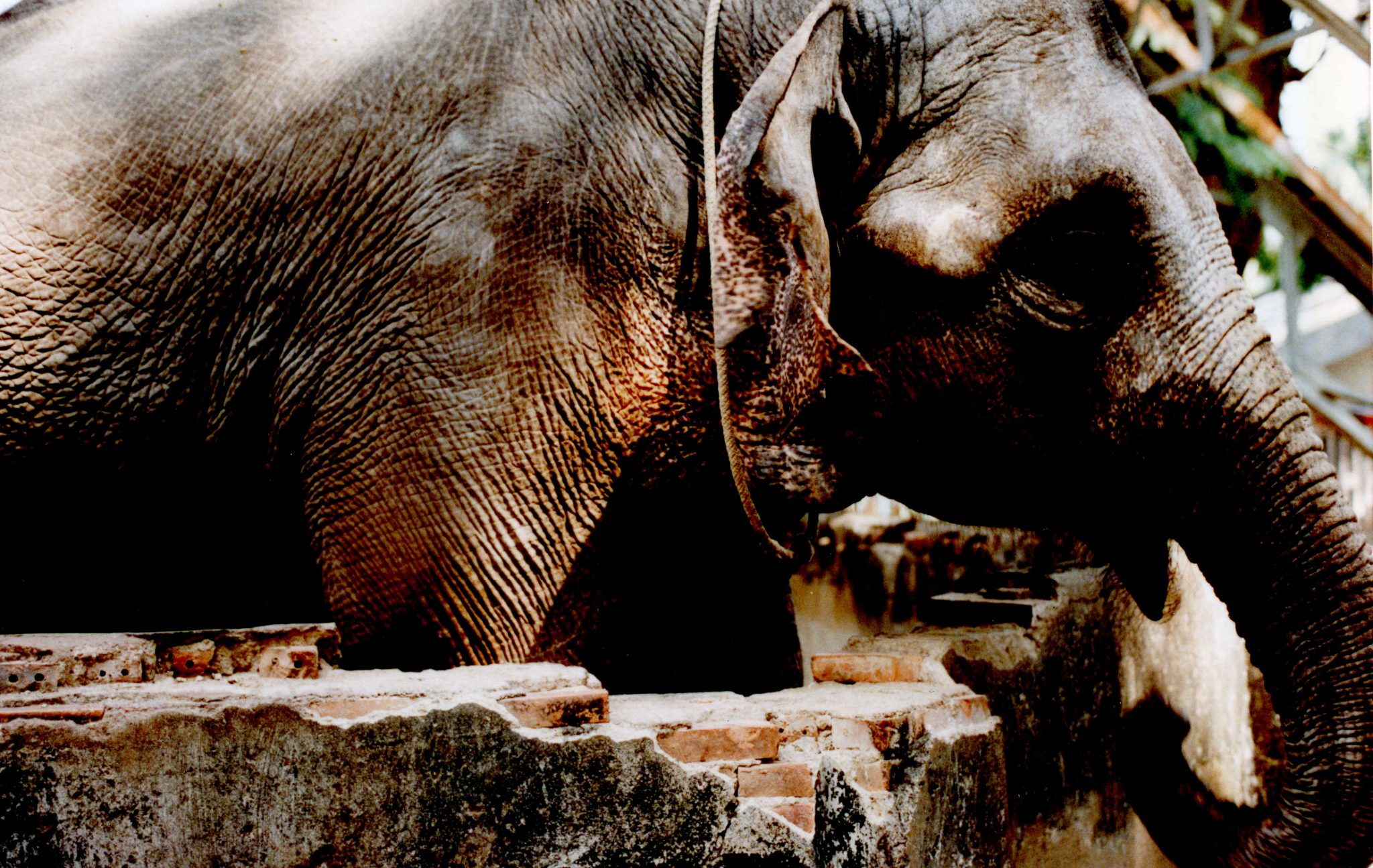 19950105 000001 saigon zoo2