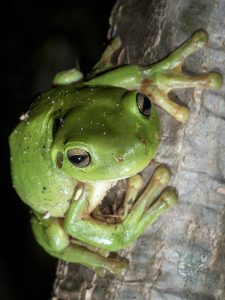 20220405 220730 p4050018 chinese hat spider death and green tree frog