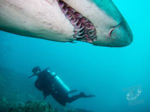 byron bay dives with grey nurses
