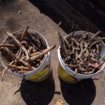 20201003 105915 roots of birds of paradise backyard progress