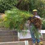 20201027 113002 backyard mysterious hovering golden cane backyard progress