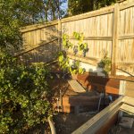 201112 lone pine sanctuary and backyard progress 20201112 174215 DSC9378 lone pine sanctuary and backyard progress - (SONY ILCE-7 14.0mm 1-30sec f8.0 50iso Flash On,Returnnotdetected)