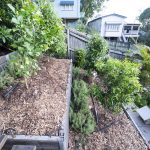 210902 backyard progress finished fence irrigation and smashed up path 20210902 173247 DSC7299 backyard progress fence irrigation and smashed path - (SONY ILCE-7 14.0mm 1-13sec f4.5 1250iso Flash Off,Didnotfire)