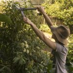 211211 backyard progress garden nearing completion 20211211 091350 DSC8359 backyard progress garden nearing completion - (SONY ILCE-7 28.0mm 1-400sec f8.0 320iso Flash Off,Didnotfire)