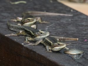 garden lizards
