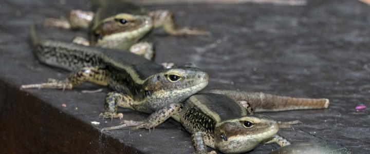 garden lizards