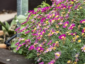 garden lizards