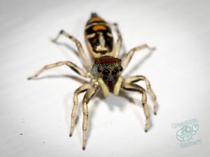 cool spiders on mount cootha and garden