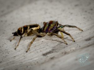 cool spiders on mount cootha and garden