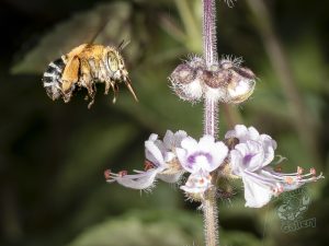 cool spiders on mount cootha and garden