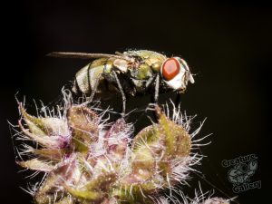 cool spiders on mount cootha and garden