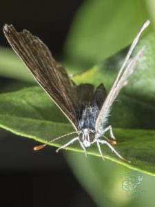 cool spiders on mount cootha and garden