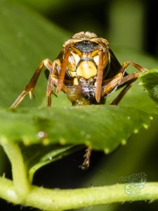 cool spiders on mount cootha and garden