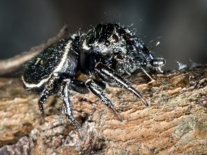 cool spiders on mount cootha and garden