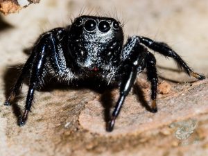 cool spiders on mount cootha and garden