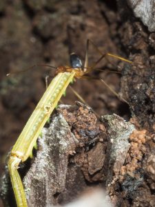 cool spiders on mount cootha and garden