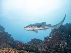 leopard shark