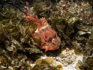 Scorpionfish