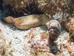 Eel
