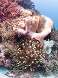 Coral