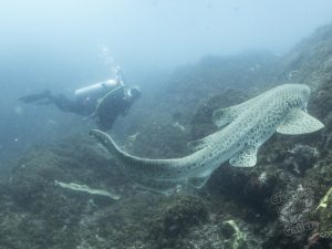 Leopard shark