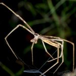 phil and julian and li and ogrefaced spider